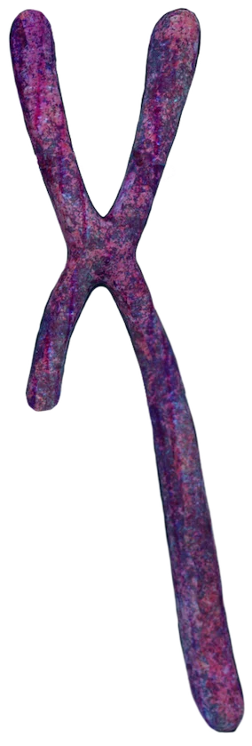 Chromosome